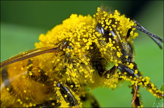 warren county conservation board honeybee covered in pollen