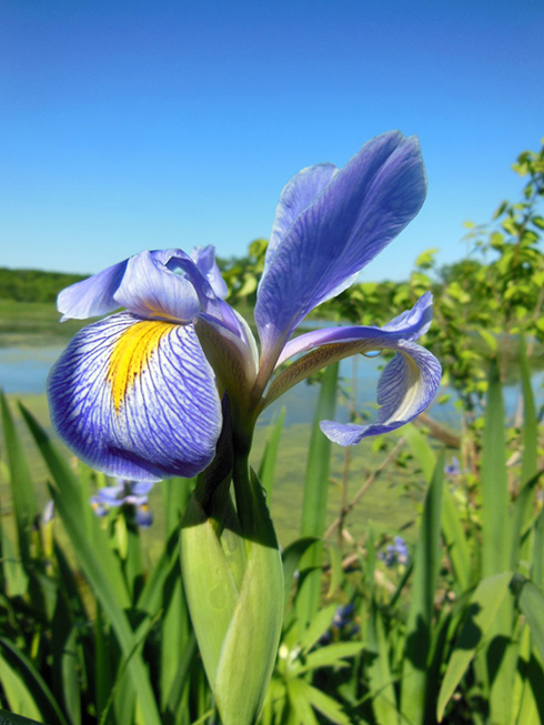 North River Greenbelt: Blue Flag Marsh