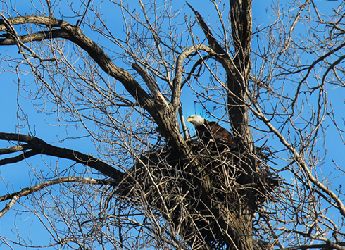 Bald-eagel bank swallow bend