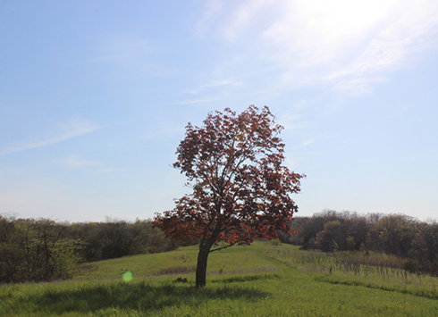 Hickory Hills Park