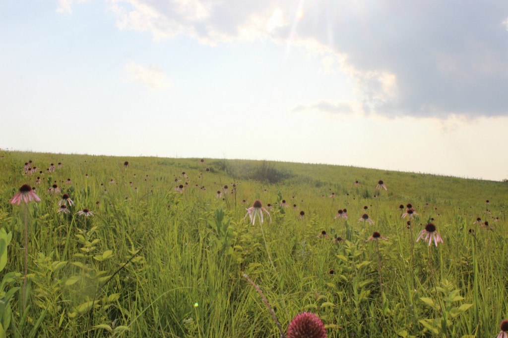 rolling thunder prairie