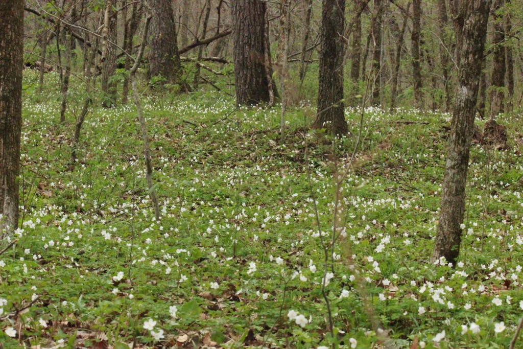 woodland mounds