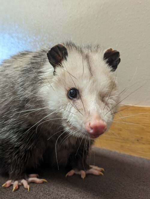 Close up of Marsi the opossum looking at the camera. The opossum is missing her left eye due to being hit by a car.